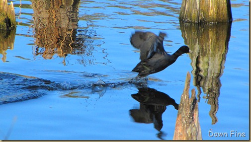 harris neck nwr_135