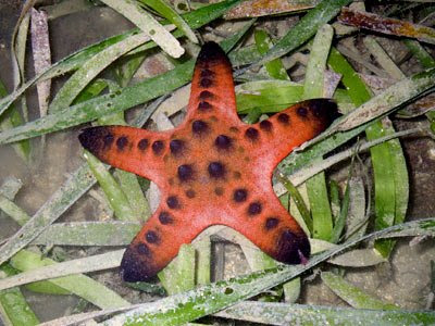 Juvenile knobbly sea star (Protoreaster nodosus)