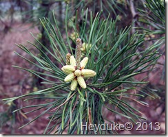 Heritage Campground 039