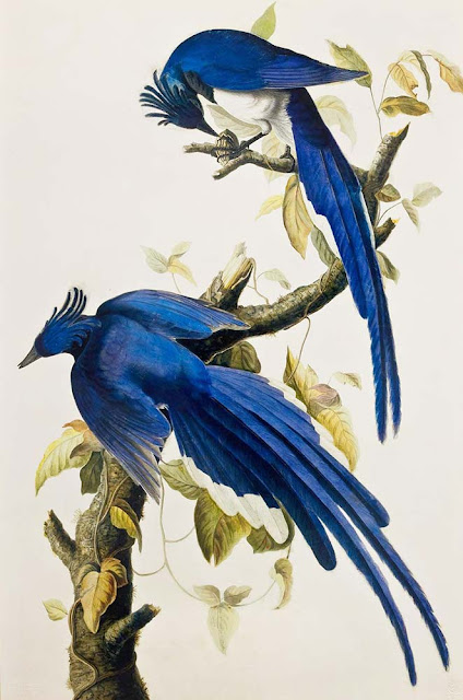 Columbia Jay by John James Audubon