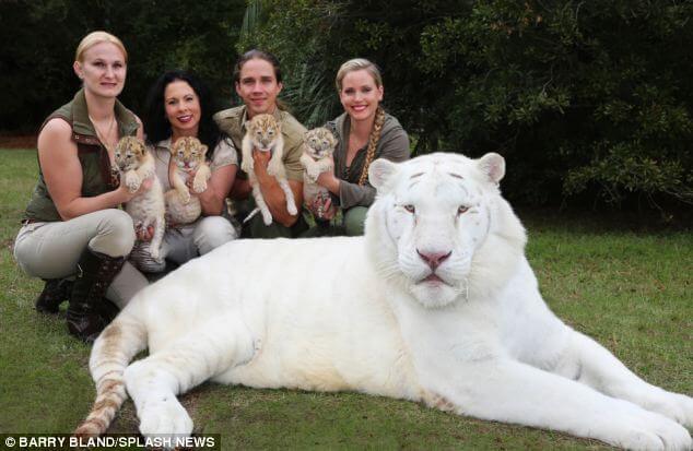 These Beautiful And Extremely Rare White 'Ligers' Are The Babies Of A White Lion And A White Tiger