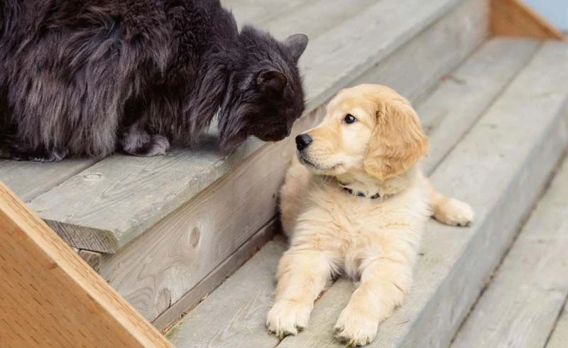 How to Introduce a Dog to a Cat