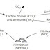 Pengertian Siklus Nitrogen