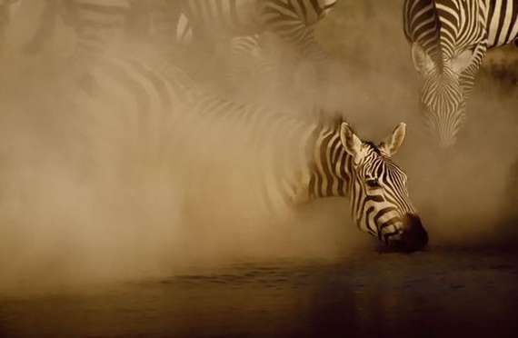 Cool And Amazing Photographs | Greg Du Toit Seen On www.dil-ki-dunya.tk