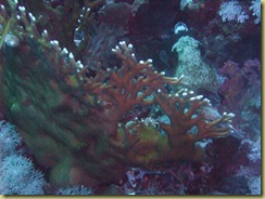 Fire Coral 1