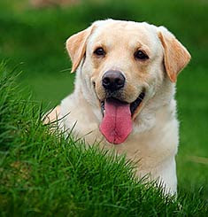 Top 10 Worlds Smartest Dog Breeds labrador retriever