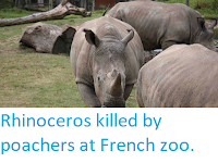 https://sciencythoughts.blogspot.com/2017/03/rhinoceros-killed-by-poachers-at-french.html