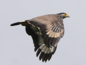 Crested Serpent-Eagle (Spilornis cheela)