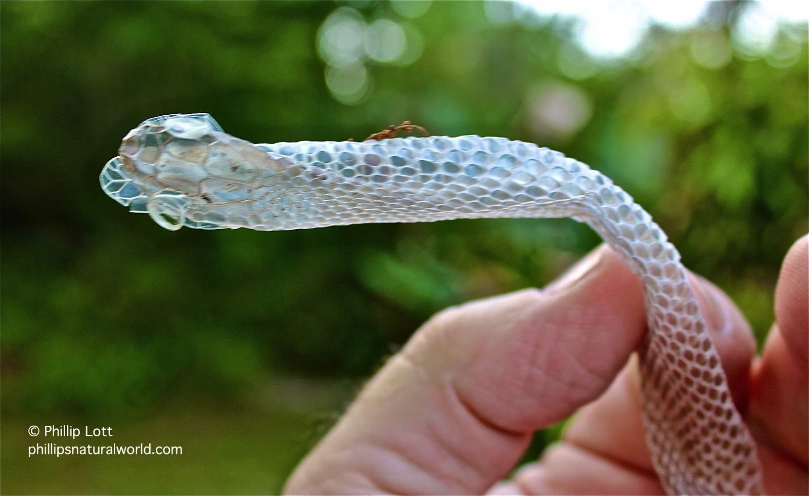 snake skins and stars - phillip's natural world