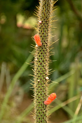 botany, cacti, cactus, desert life, cactus flower, palm springs, moorten botanical garden