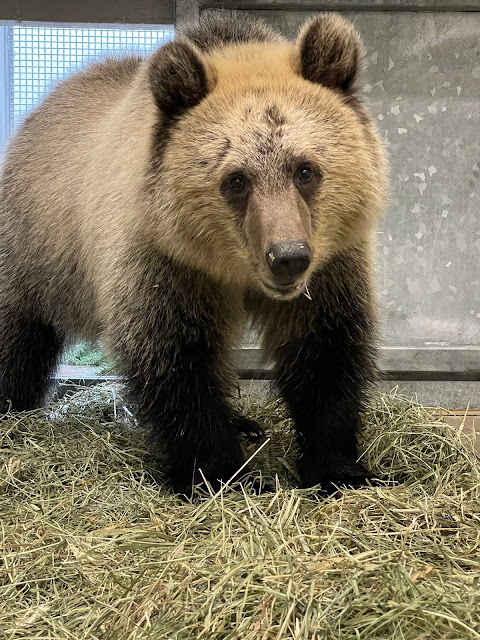 Second bear cub—an orphaned grizzly from Montana—to join Juniper on Living Northwest Trail
