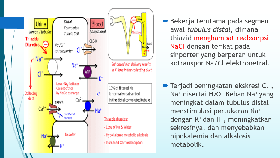  PPT DIURETIK ANTIDIURETIK