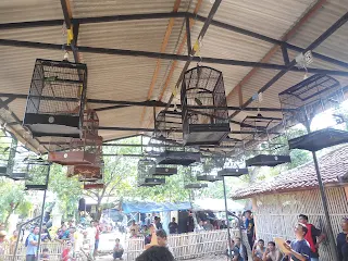 Enam Kelas Jenis Burung yang Selalu Meramaikan Gantangan JPC Majasari