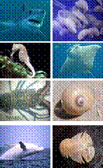 clip_image009[4]
