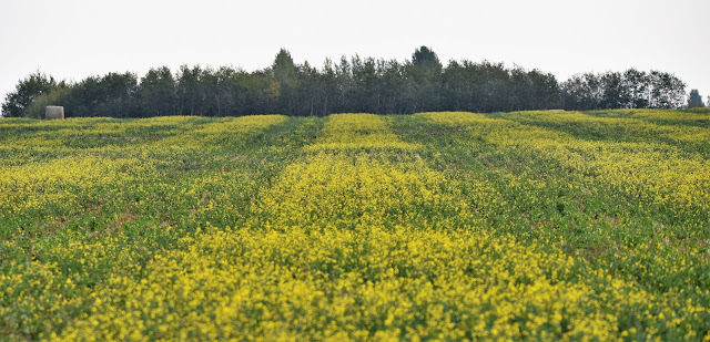 Canol fields Saskatchewan.