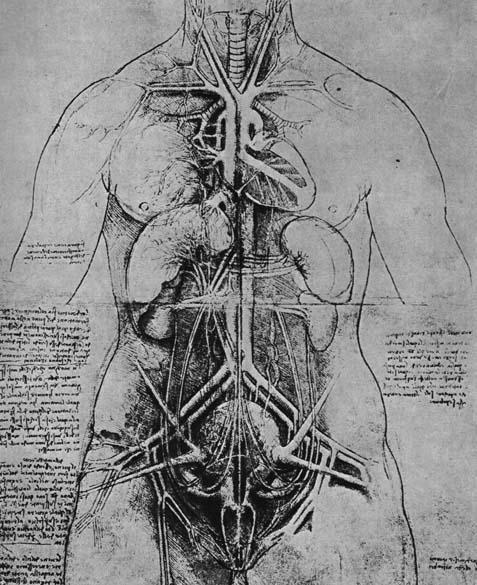 cuerpo humano organos. Tronco del cuerpo humano