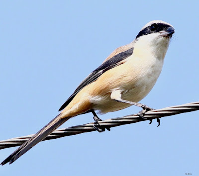 "Long-tailed Shrike - Lanius schach, perched on a cable."