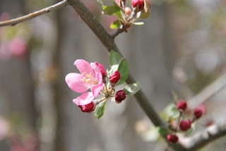 Crab apple blossoms