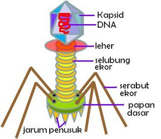 virus