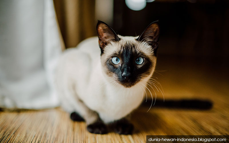 macam macam kucing paling populer di dunia