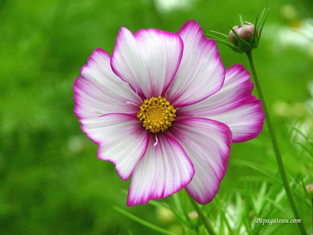 wallpaper hd flower download free download summer flowers ...