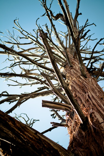 tree-1