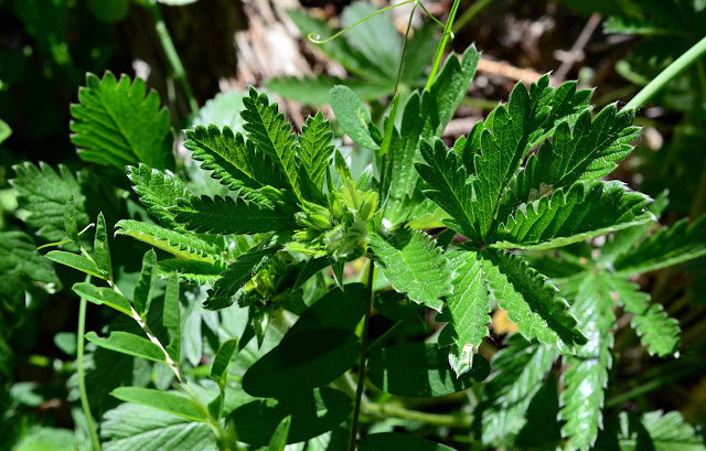 Potentilla gracilis, Slender Cinquefoil Foliage, https://urbanehillbillycanada.blogspot.com/