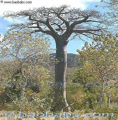 Baobab de Suarez Adansonia suarezensis