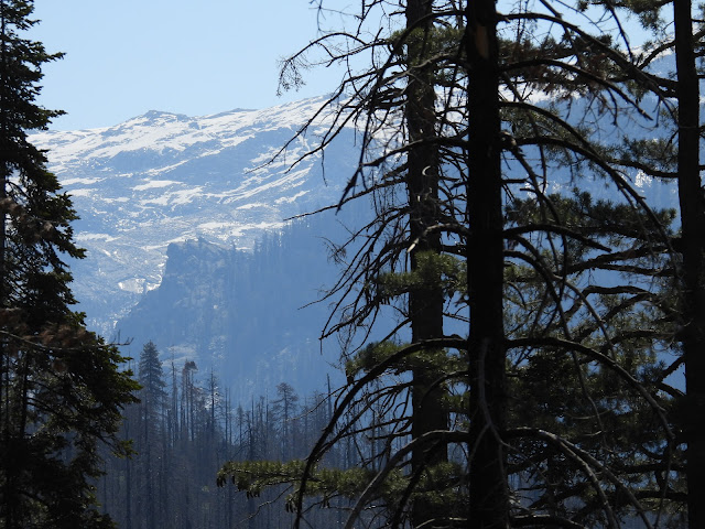 Day 11 - Sequoia National Park