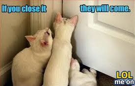 funny behaviours picture shows cats attitude when the door is closed from "LOL me on"