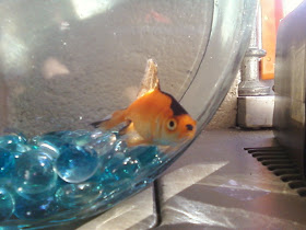 funny animals of the week, hitler gold fish