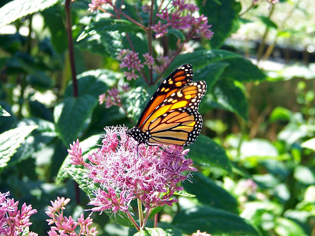 Milkweed and Monarch Butterfly