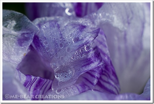 abstract-crocus