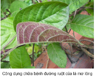 http://www.chuaviemdaudaday.com/2015/04/cong-dung-chua-benh-duong-ruot-cua-la-mo-long.html