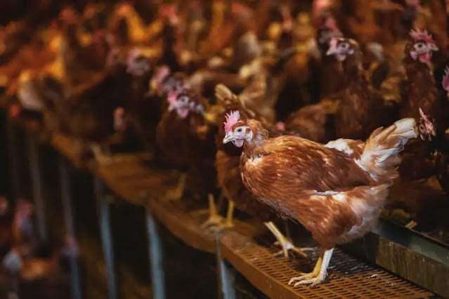 Biosecurity measures on chicken farms in the United Kingdom have been increased.  Getty Images/Mint Images