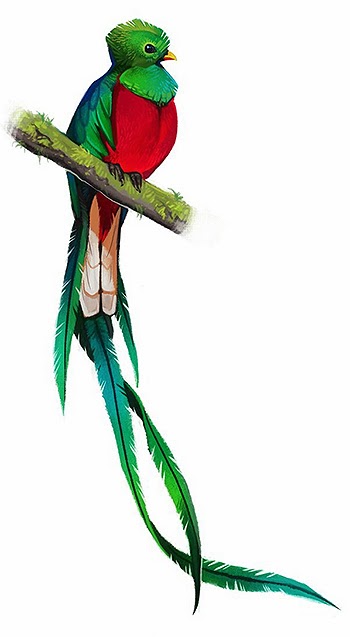 El Senor Sapo Quetzal Pharomacrus Mocinno