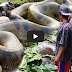 OMG! World's Biggest Snake Anaconda Found in South America's Amazon River