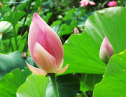 The lotus flower (lotus flower )