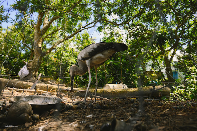 Một chú chim Cò Ốc (Cò Nhạn có trong sách đỏ Việt Nam) đang được chăm sóc tại vườn