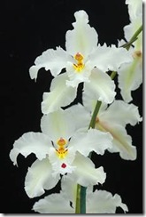 clip_image035