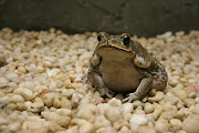 Firstly I cleaned the Cane Toads enclosure. This was the first enclosure I . (cane toad)