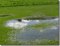 [puddle on grass]