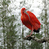 Guará (Eudocimus ruber)