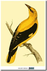 goldenoriole