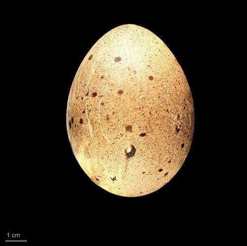 T. satyra - egg