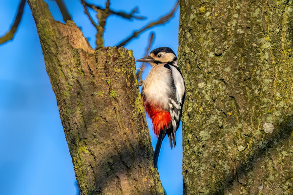 Great spotted woodpecker