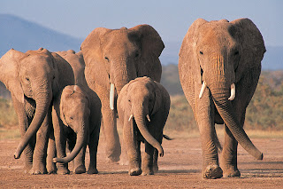 Elephants Wallpapers