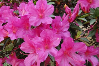 bunga azalea