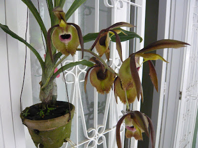 Catasetum incurvum care and culture