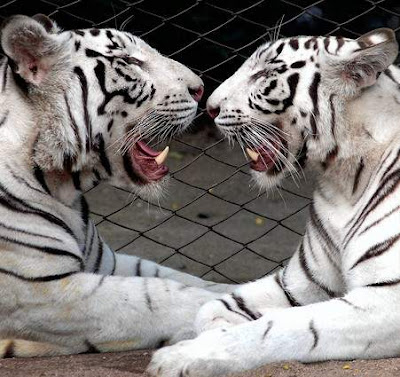 Beautiful Golden hair tiger and White Tigers are amongst the most ferocious 